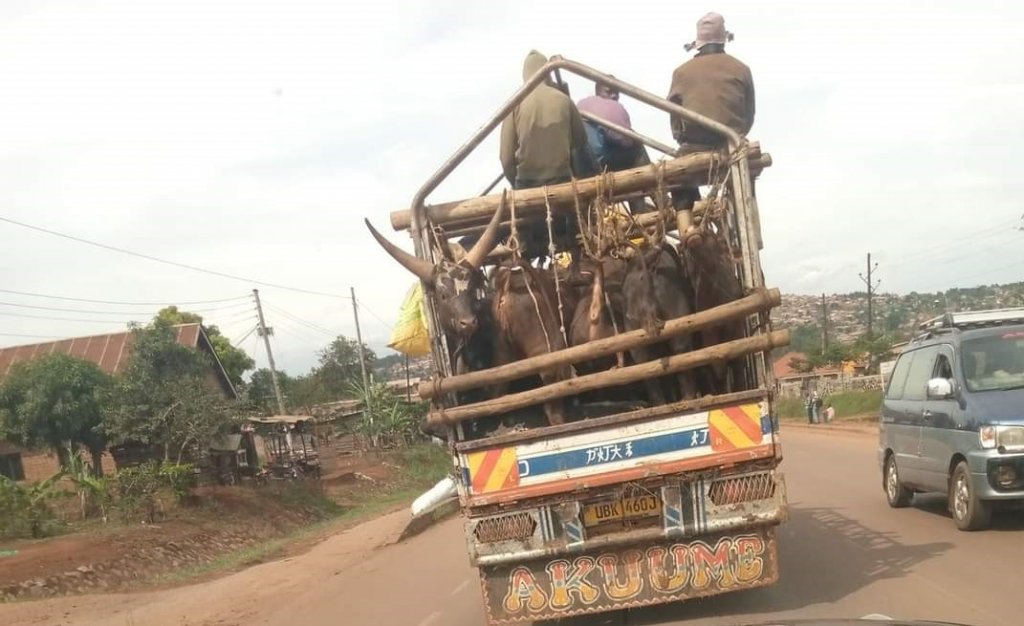 Animal transportation